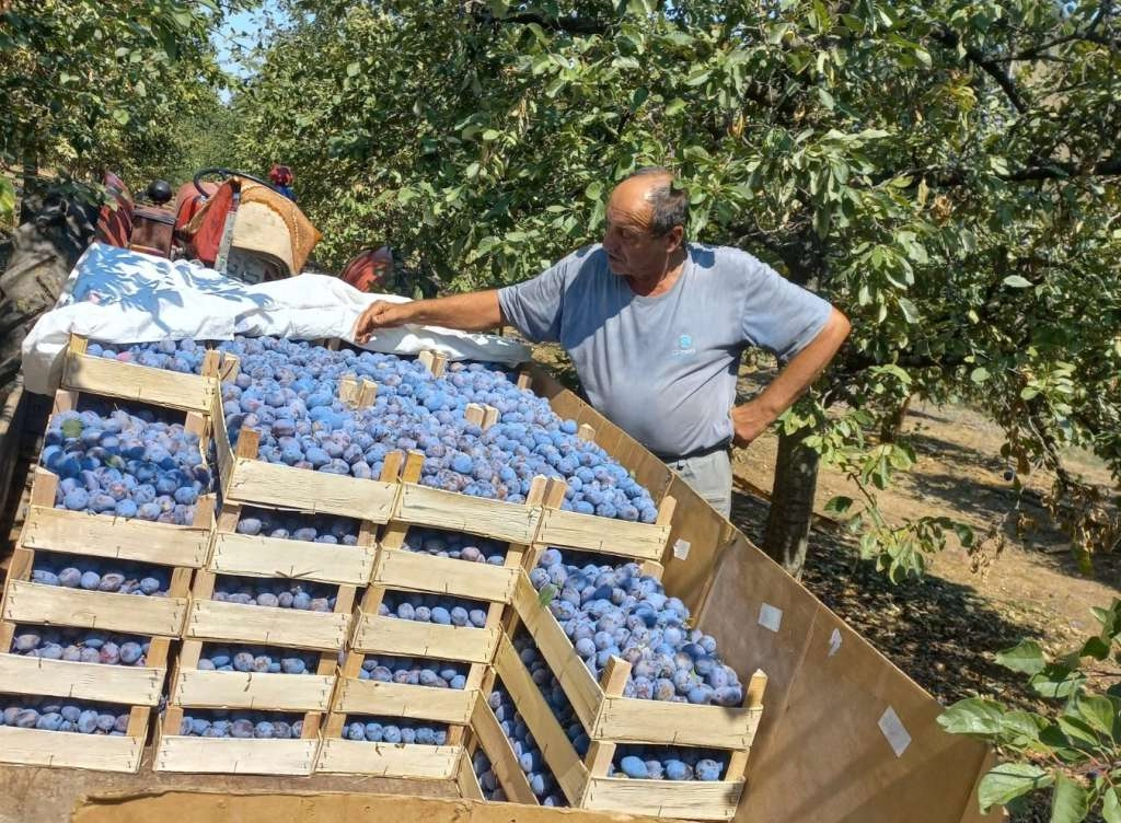 U Gradačcu se berba šljive privodi kraju, prinosi zadovoljavajući, nedostaje radne snage